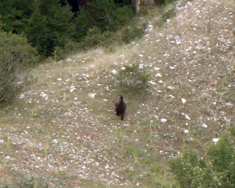 FOTOGRAFATO L''ORSO BRUNO MARSICANO